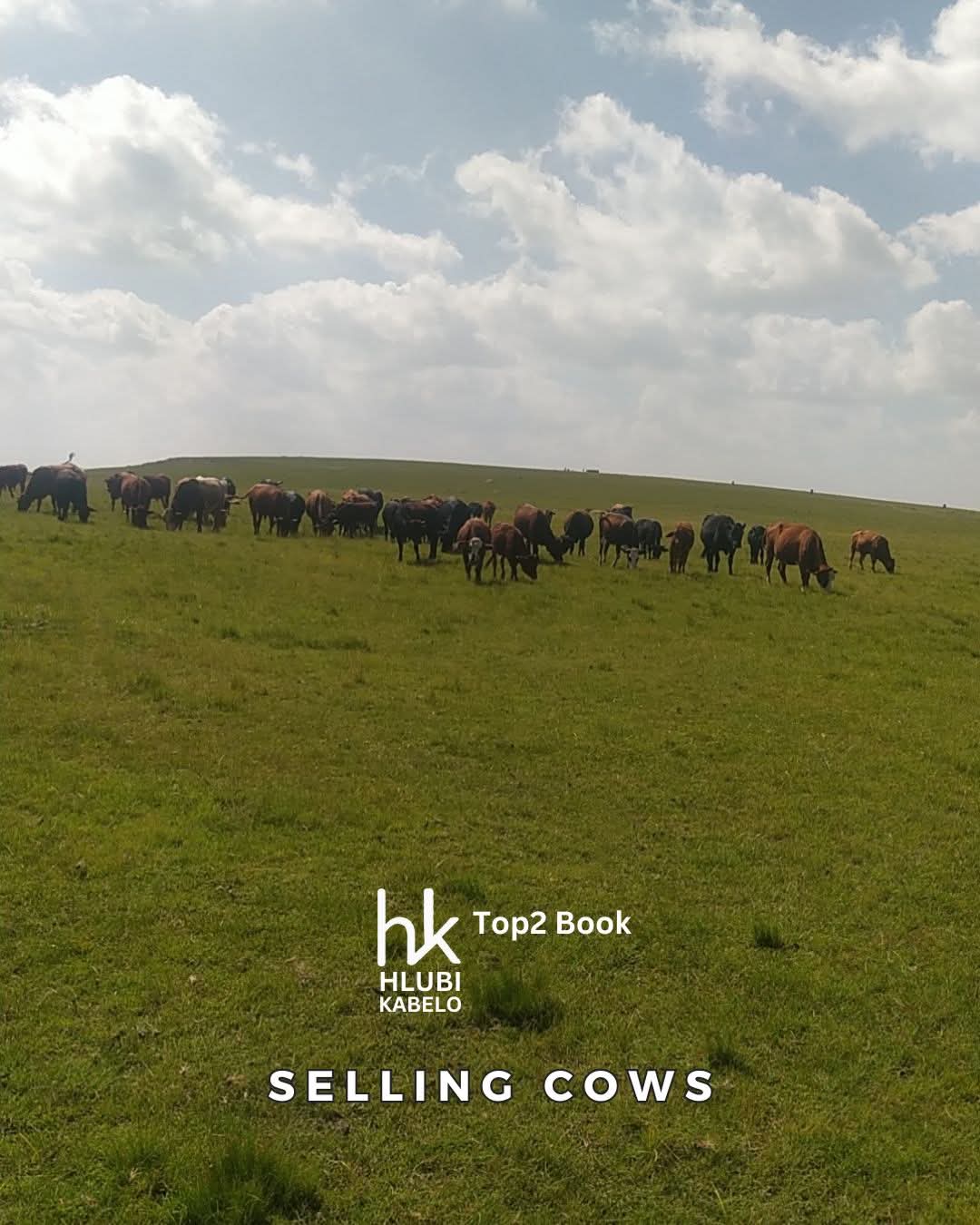 Selling Cows