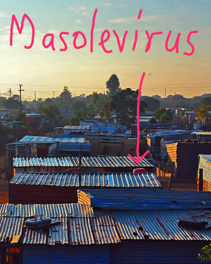 Masolevirus